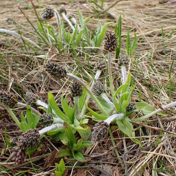 Berg-Wegerich – Plantago atrata