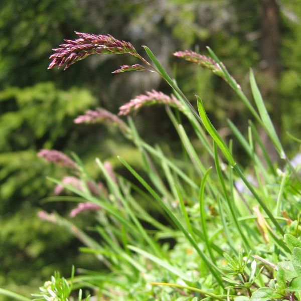 Alpen-Rispengras – Poa alpina