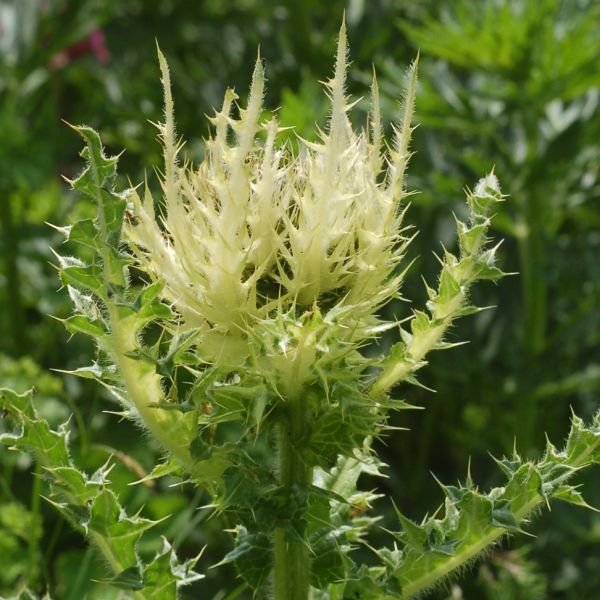 Alpen-Kratzdistel – Cirsium spinosissimum