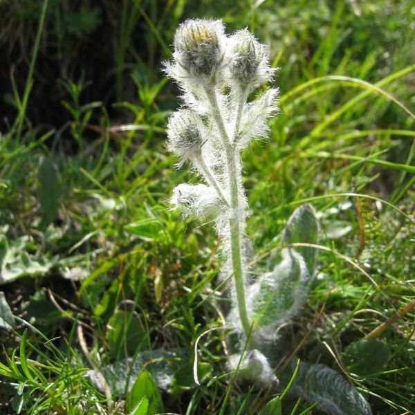Zottiges Habichtskraut – Hieracium villosum