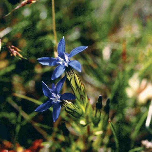 Spring Gentian – Gentiana verna