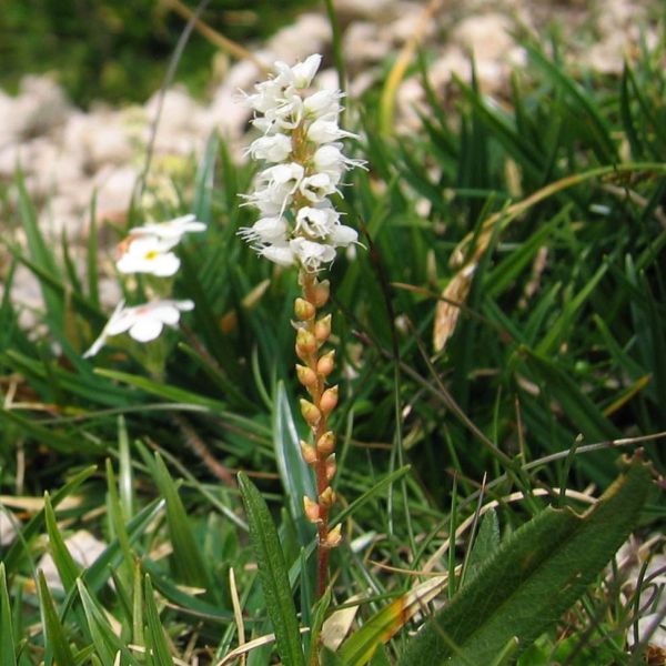 Knöllchen-Knöterich – Bistorta vivipara