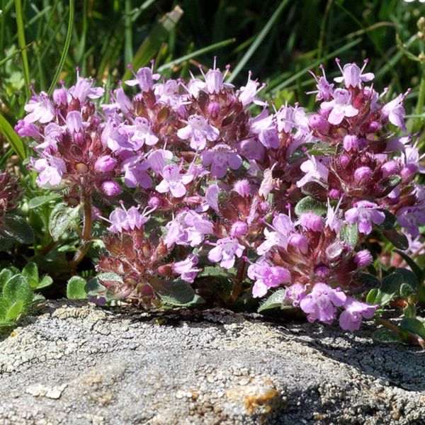 Berg-Thymian (Quendel) – Thymus hyemalis