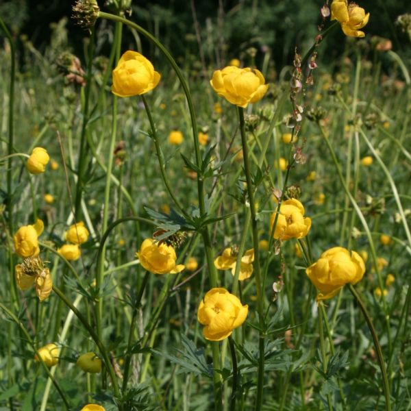 Trollblume – Trollius europaeus