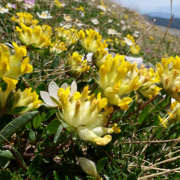 Alpen-Wundklee – Anthyllis vulneraria subsp. alpicola