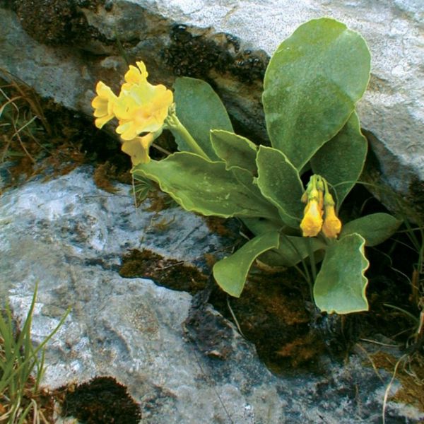 Bear’s Ear – Primula auricula